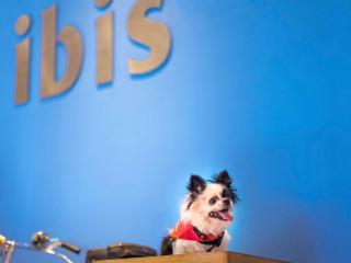 ibis Kochi City Centre - An Accor Brand - Cochin - 7