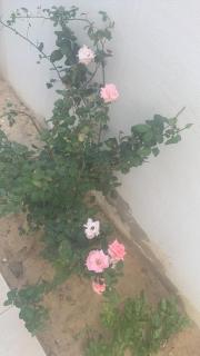 5min de la zone touristique 400metre de la plage appartement chic S plus 1 - Hammamet Sud - 9