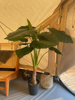 Alocasia - Membre - 2