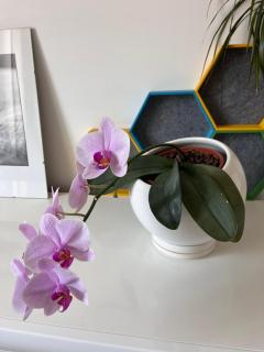 Appartement Calme en Plein Centre Ville - 1