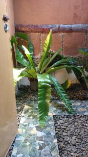Brown Bamboo Guest house & trekking bukit Lawang - Bukit Lawang - 2