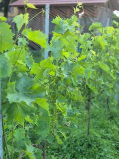 Weingut Lahmer August Appartment Rebstock - 9