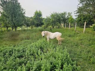 Kuća na selu - - 3