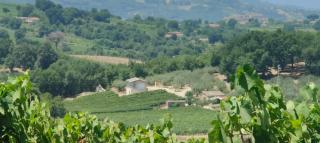GioiaVitae - Bed-in-Botte - Dormire in vigna - Luogosano - 3
