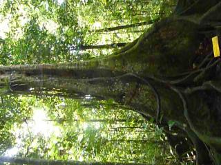 Les Jardins des Balisiers - 6