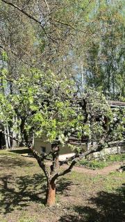 Spreewald-Hideaway, Bungalow mit Pool und Kamin - 1