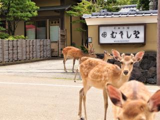 Kotonoyado Musashino - Nara - 9
