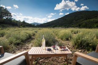 Gîte isolé au cœur du vignoble - Roquebrun - 9