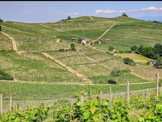 Casa tra Monferrato & Langhe vista vigneti - SantʼAndrea - 9