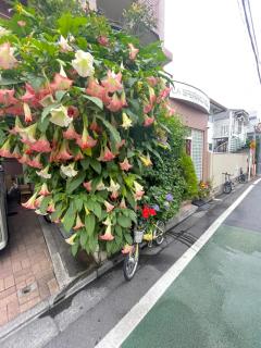 新宿庭院の屋-Shinjuku Garden Home -28 square meters king size bed garden room105 - Tokyo - 7