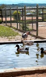 Flat Fazenda Monte Castelo - 8