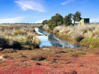 Pelican Point Sanctuary - St Helens - 4