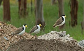 Pelican Point Sanctuary - St Helens - 1