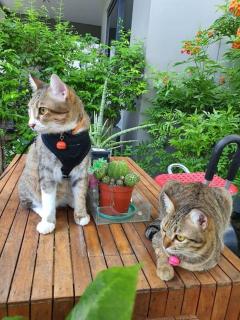 Cat 's Lover Town house Suvarnabhumi Airport - 9