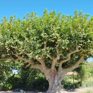 Mas en Provence - Le Thor - 3
