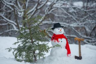 Shady Pines Smores, Stars & Cozy Nights In - 7