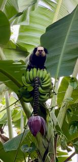 Casa Mangará Trancoso - 8