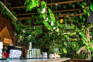 Socialtel Red Frog - Bocas del Toro - 3