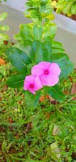 Tamarind Tree View Villa - 9