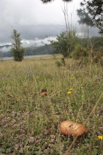 Lorica Apartment Residence LagoSila - Lorica - 5