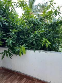 Villa de Compass Homestay Auroville - Kottakupam - 3