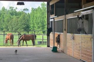 Visit the beach, stay at Serenity Farms - 5