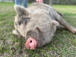 Visit the beach, stay at Serenity Farms - Cantonment - 2