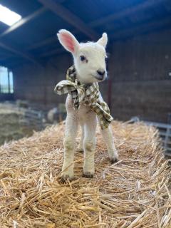 Ewe Stay - Harrogate - 1