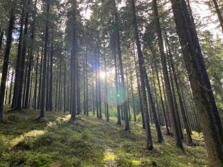 Roubenky Hřebečná - 2