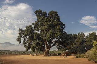 Bruma Wine Resort - 5
