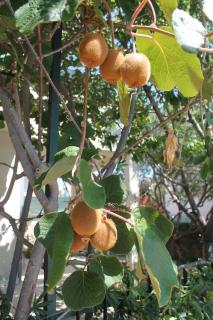 Apartments with parking space Businci, Ciovo - 14010 - 3