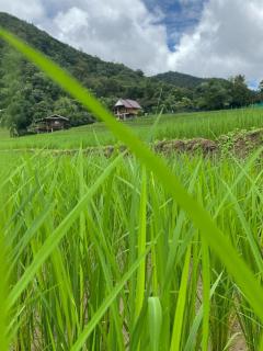 บ้านพักชิปู ป่าบงเปียง - Ban Mae Pan Noi - 6