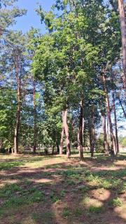 Ośrodek Wypoczynkowy Pod Sosną - 8