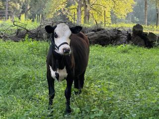 Lemonade Acres, Where Horses Stay for Free! - Rolling Ranches - 7