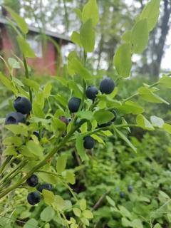 Viihtyisä mökki järven rannalla - 1