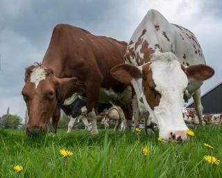 Hooiberghut op boerderij - 4