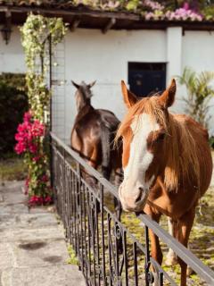 Boutique Hotel La Carriona - 9