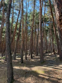 Evergreen Surami Hotel - Surami - 9
