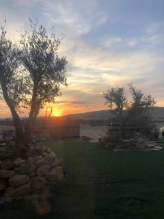 שיח מדבר לינה בנגב Burning Bush Negev - 9