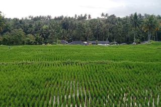 green rice view villa - Ubud - 4