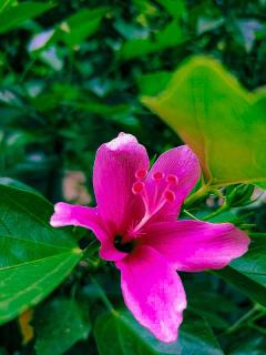 Hide Nest - - 6