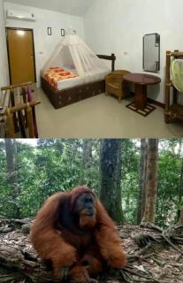 Brown Bamboo Guest house & jungle trekking orang-utan - 0