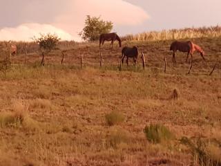 Loft en casa particular - General Acha - 5