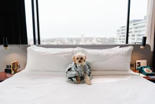 Hotel Indigo Sydney Potts Point by IHG - 1