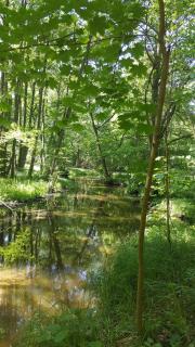 Fewo Seenlandschaft - Blankensee - 4