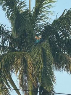 Studio a 50 metre de la mer - Cayenne - 2
