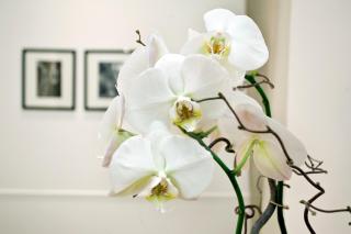 Vanity Navona - Roma - 3