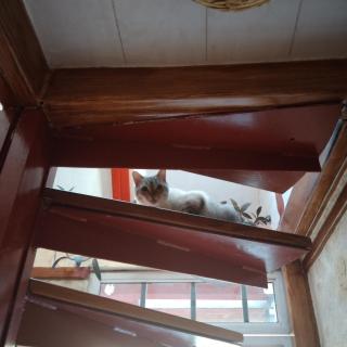 Cabañita con cocineta y vista a la montaña - 6