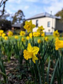 The School House and Garden - family friendly home short drive from Berry, Nowra and Kangaroo Valley) - Camberwarra - 9