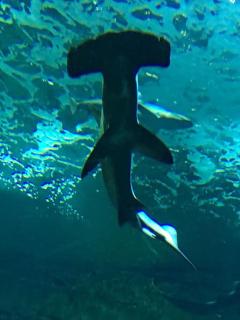 Villa landaise de charme avec piscine chauffée - 7